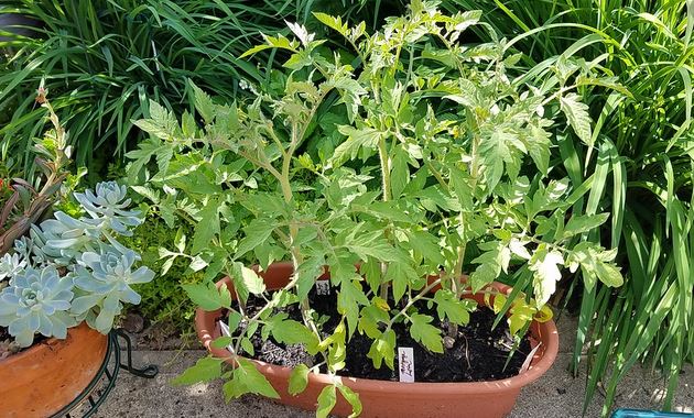 Start Out Small Garden With A Few Tomato Plants Home And Garden